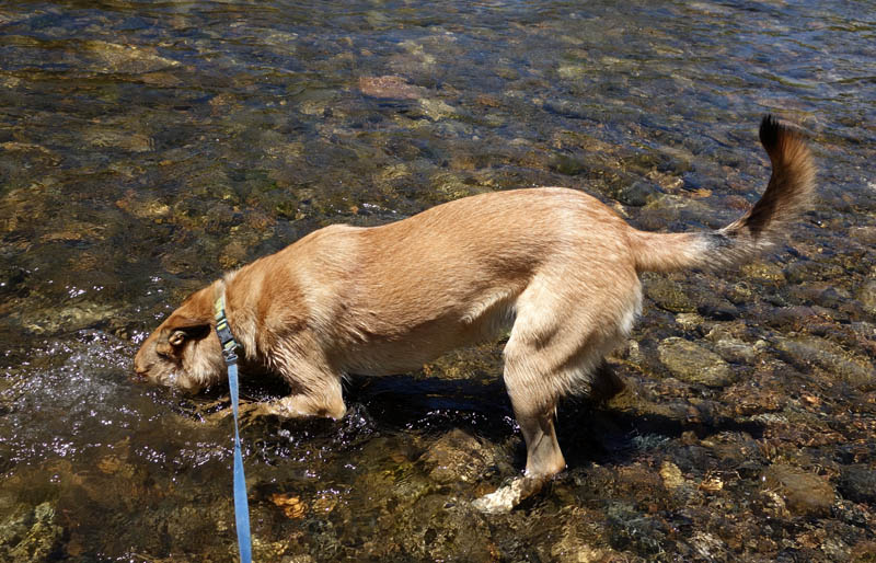 Summer Wanderings, 2013: River Dogs!