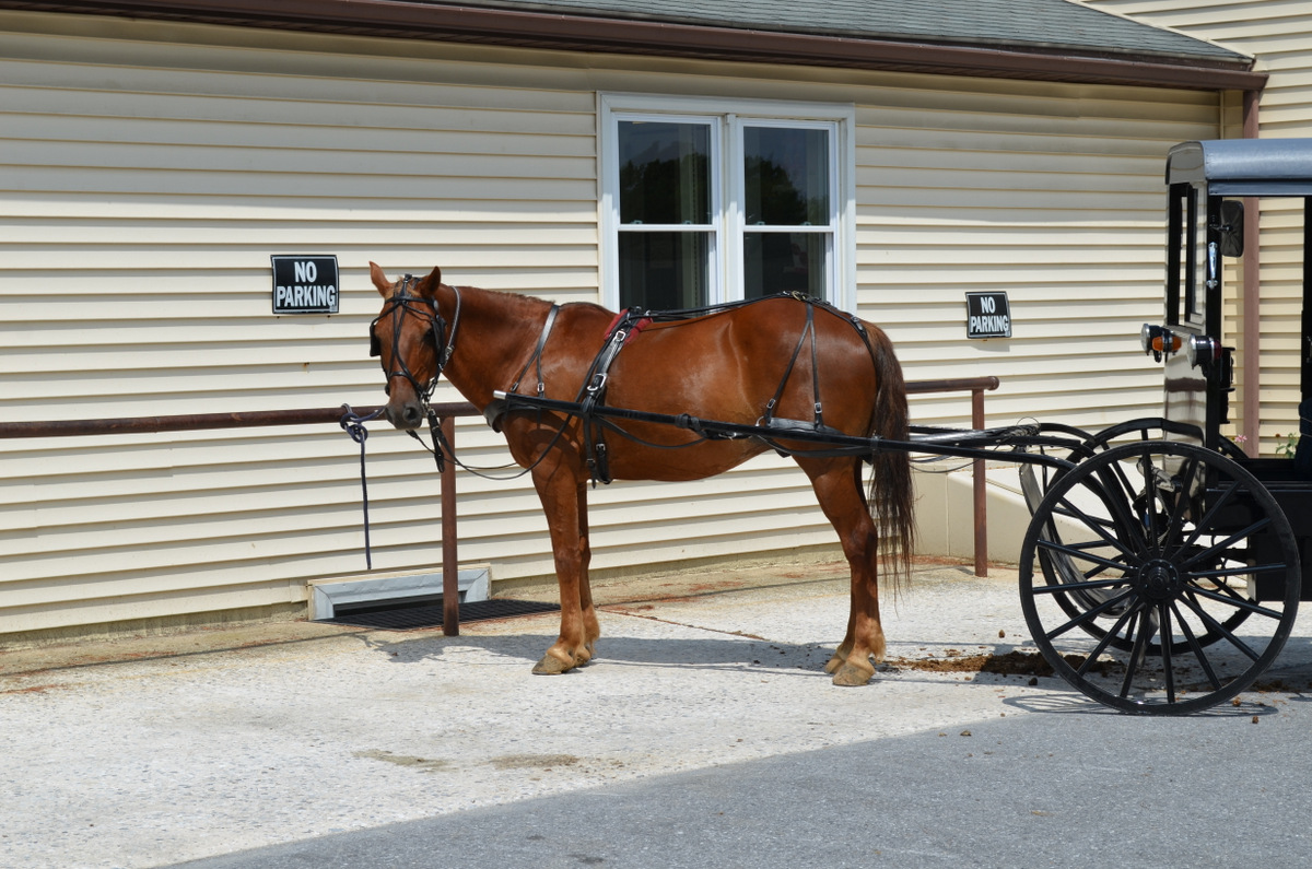 Westie Julep Back From Fabric Shopping in the Amish Countryside of