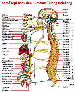 Pembagian Sistem Saraf (Sistem Saraf Pusat) Susunan Meninges - Biologisites