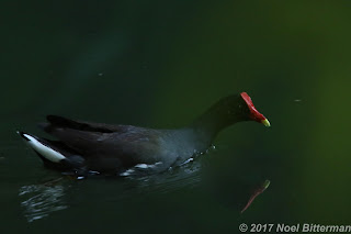 Common Moorhen