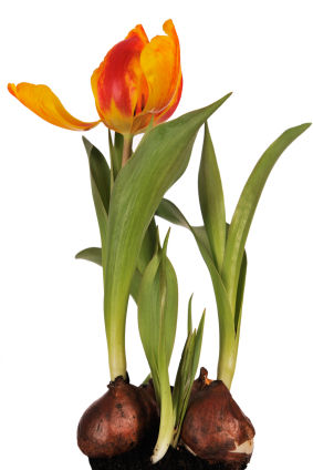 When To Plant Tulip Bulb 50