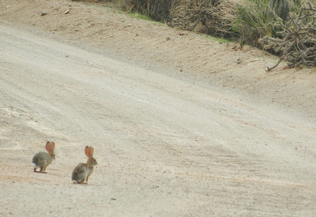 Saguaro National Park Tucson Arizona Jackrabbit