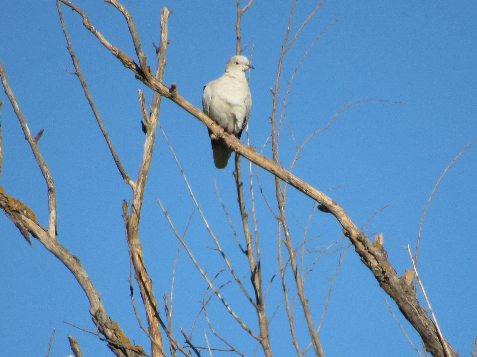 Wings and Daydreams SNWR Auto Tour
