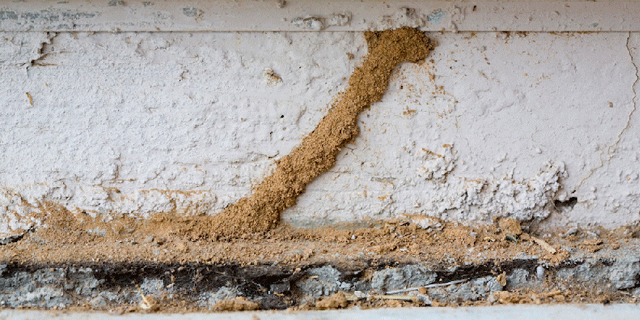 Empresa control plagas termitas