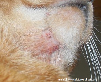 10 Jenis Penyakit Kulit Pada Kucing dan Cara Mengobatinya