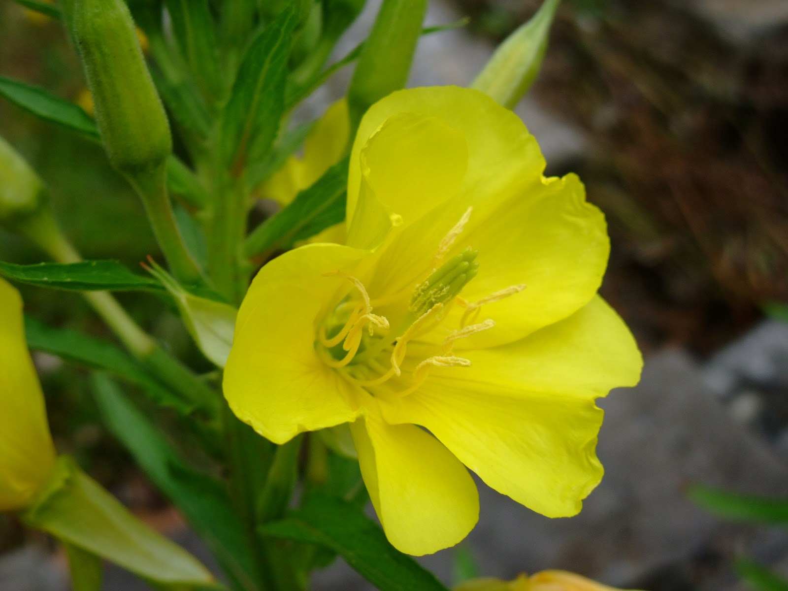 HERBAL PICNIC EVENING PRIMROSE