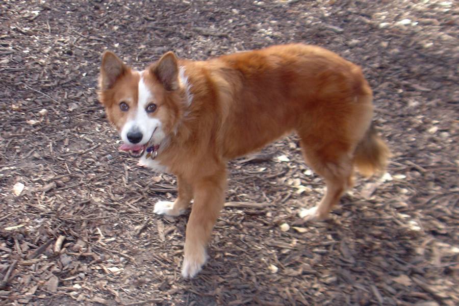 Alice's Silver Years AKC Official Border Collie Colors There are MANY!