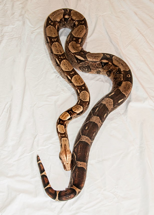 Pacific Science Center Life Sciences: Our Snake with an Ache