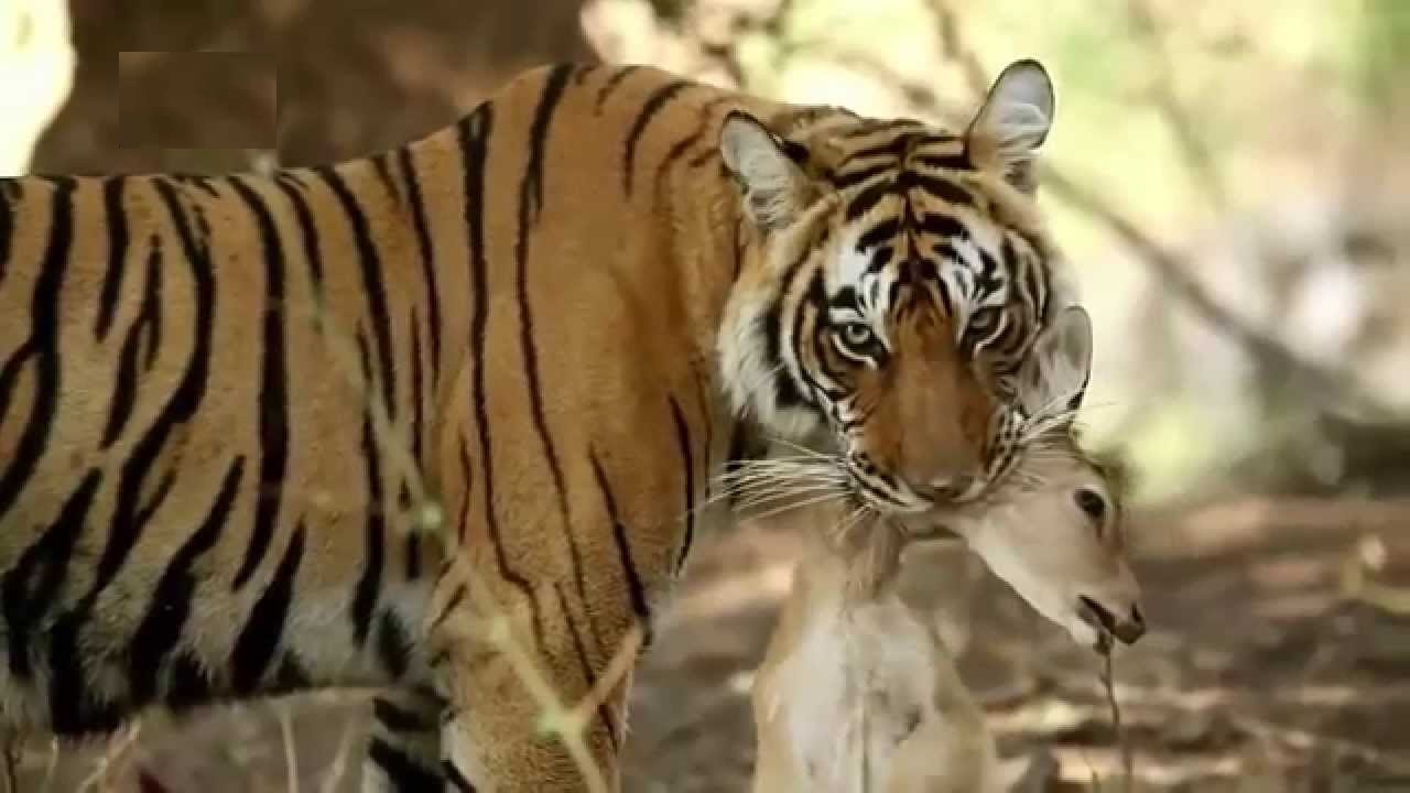 Caca-niquel gratis Untamed Bengal Tiger Caca-niquel gratis Untamed Bengal Tiger