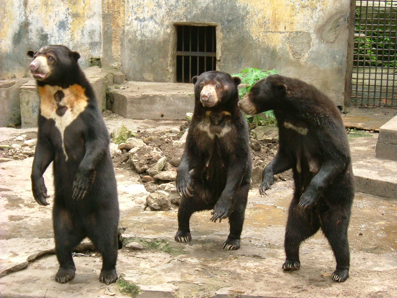 Viral Video: Unlikely Features Of A Sun Bear Recorded In A Plantation