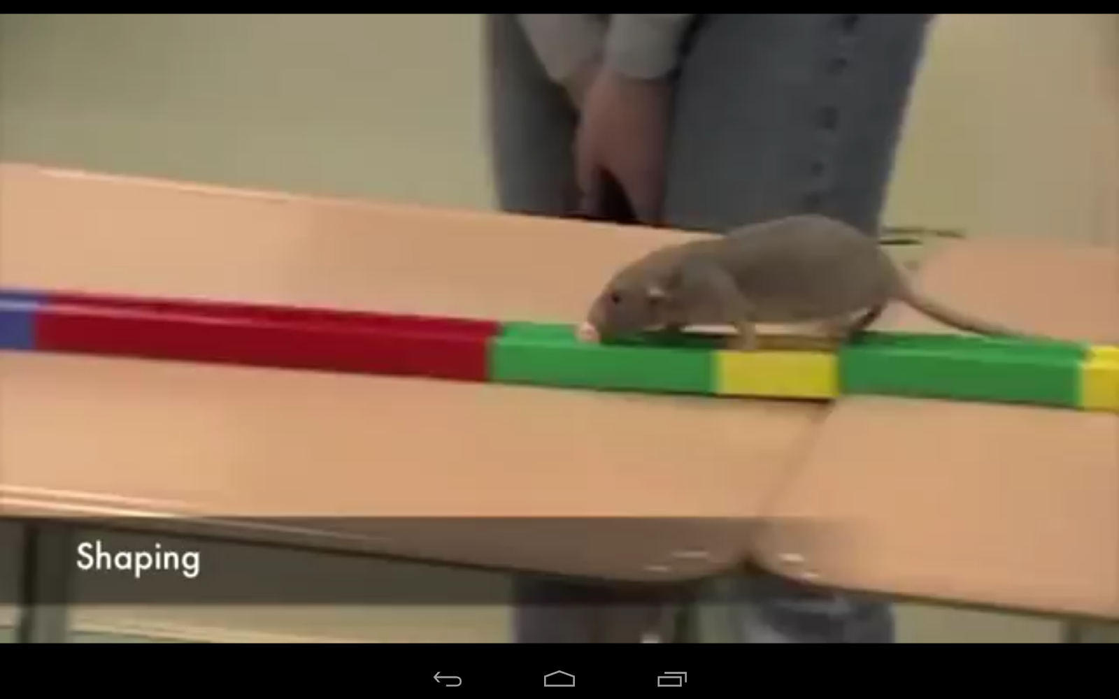 Teaching High School Psychology An amazing way to learn using rats in
