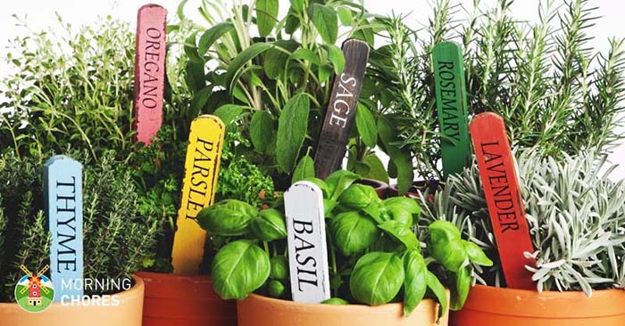 DIY to try # Indoor herbs garden - Ohoh Blog