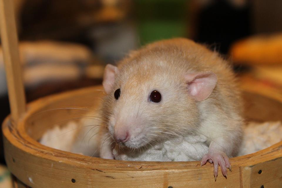 Rat Refuge Basics of Rat Care