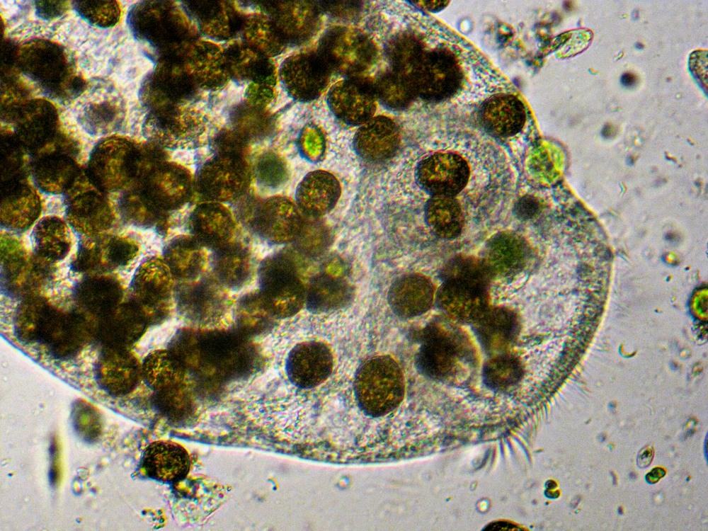 Il Microscopio