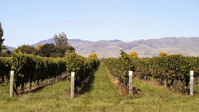 Blenheim wineries in Marlborough New Zealand - vines