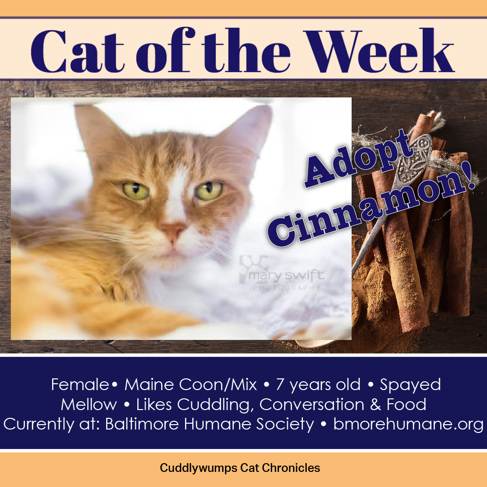 The Cuddlywumps Cat Chronicles: Cat of the Week: Cinnamon in Baltimore