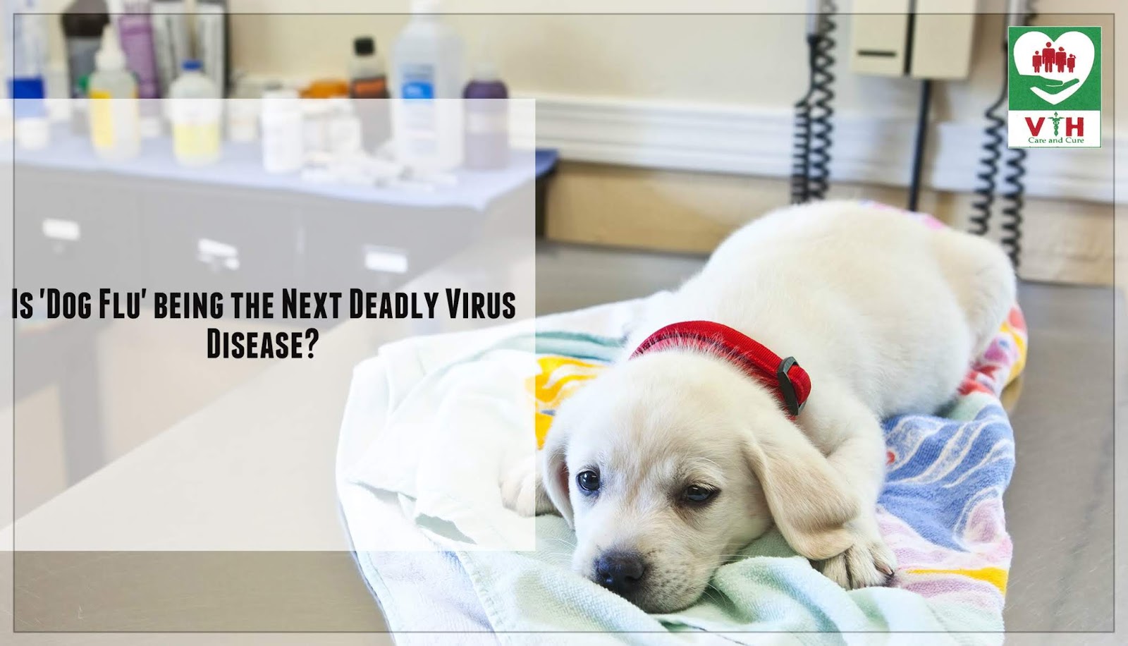Is 'Dog Flu' being the Next Deadly Virus Disease Venkataeswara Hospitals