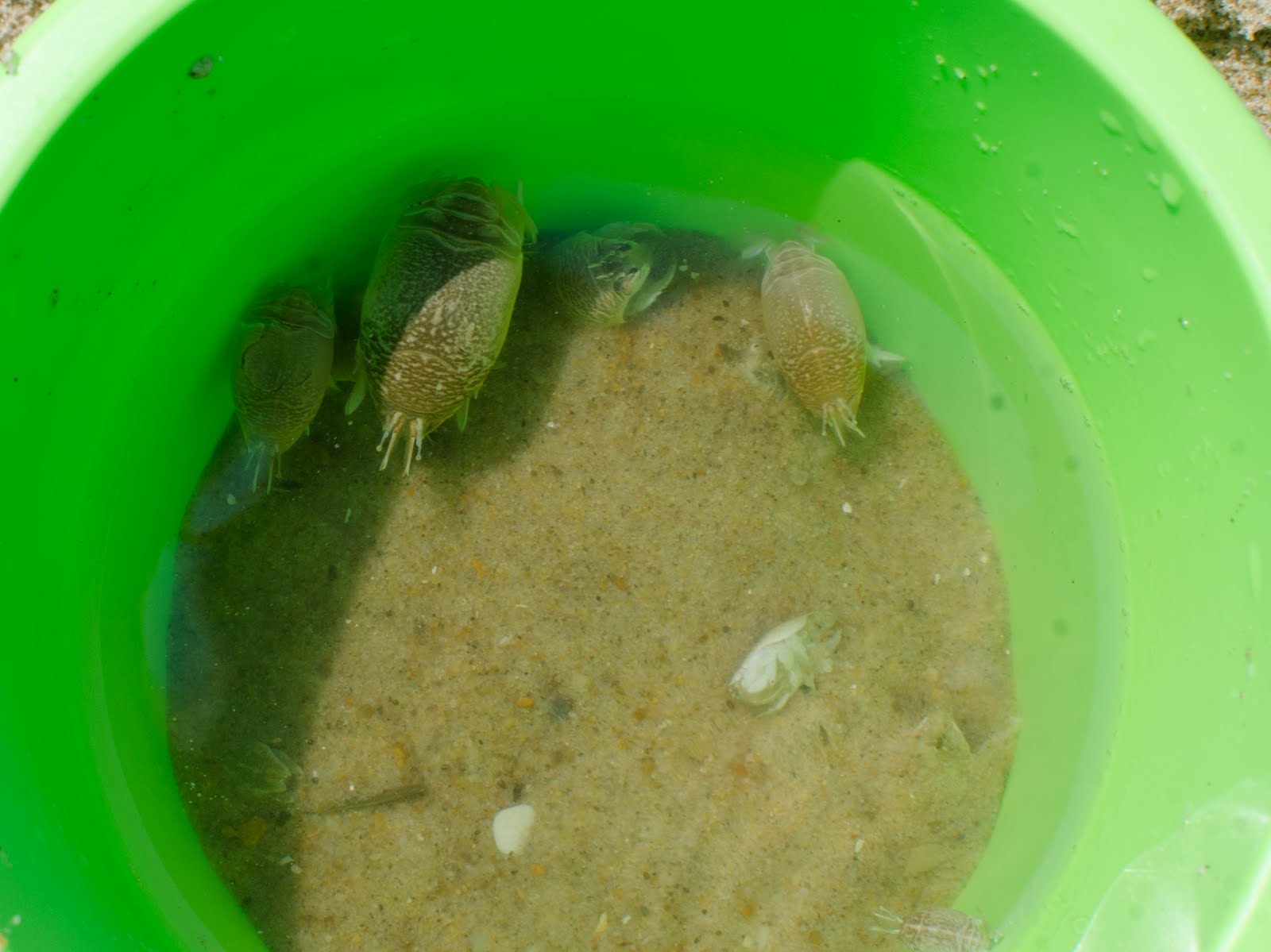 Virginia Beach Sabbatical: Bigger sand crabs today