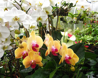 A greenhouse full of orchids.