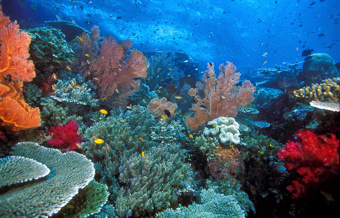 Perairan Raja Ampat https://www.ramelhobbyshop.com/2022/07/10-tempat-diving-terbaik-di-indonesia.html