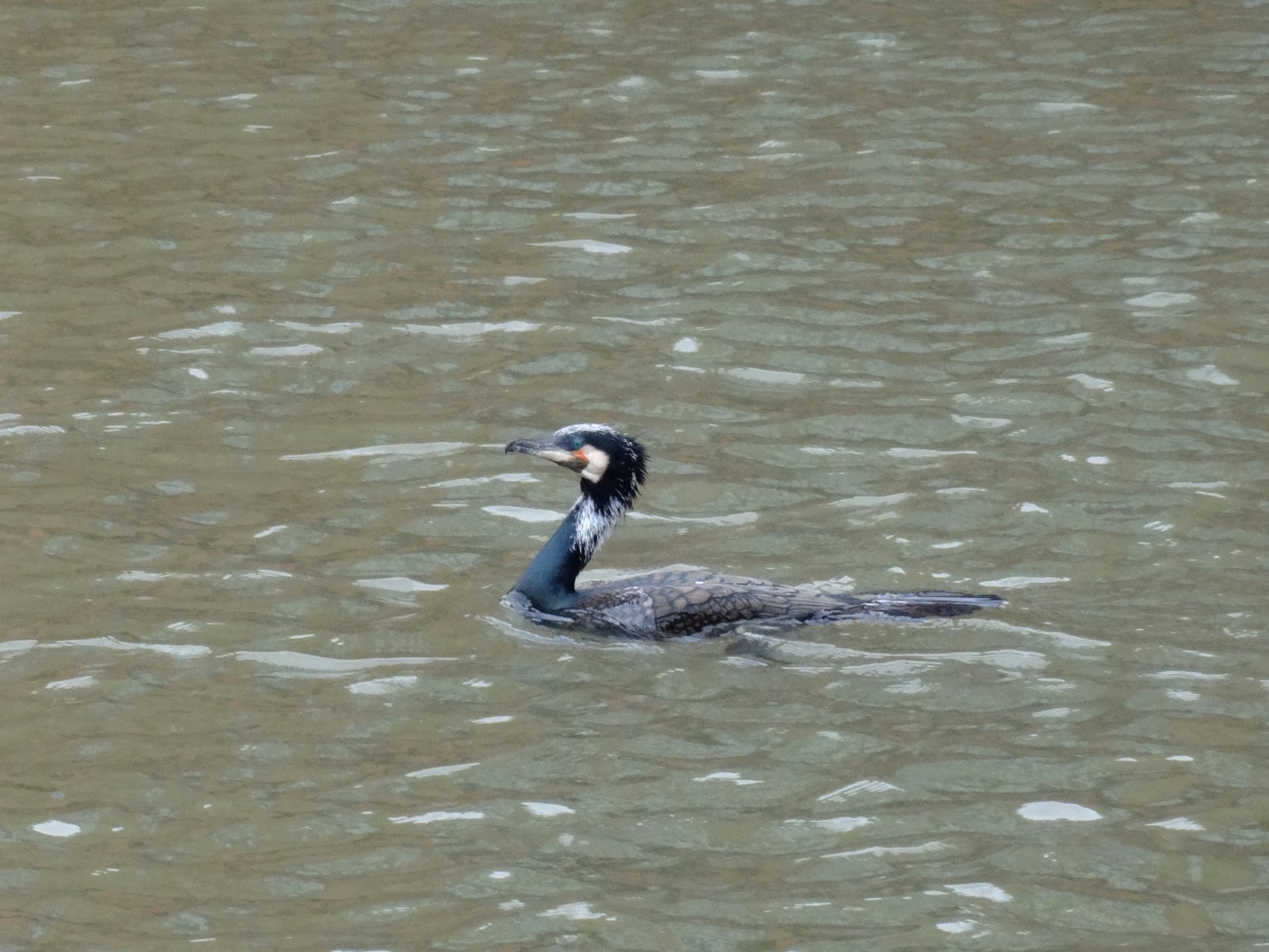 Tonbridge Daily The Town Cormorant