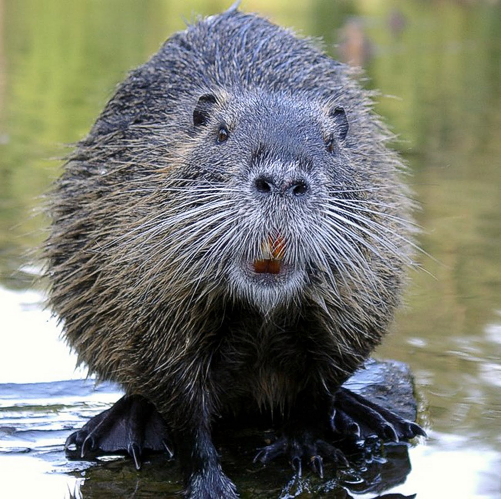 Funny Beaver Images Animals.