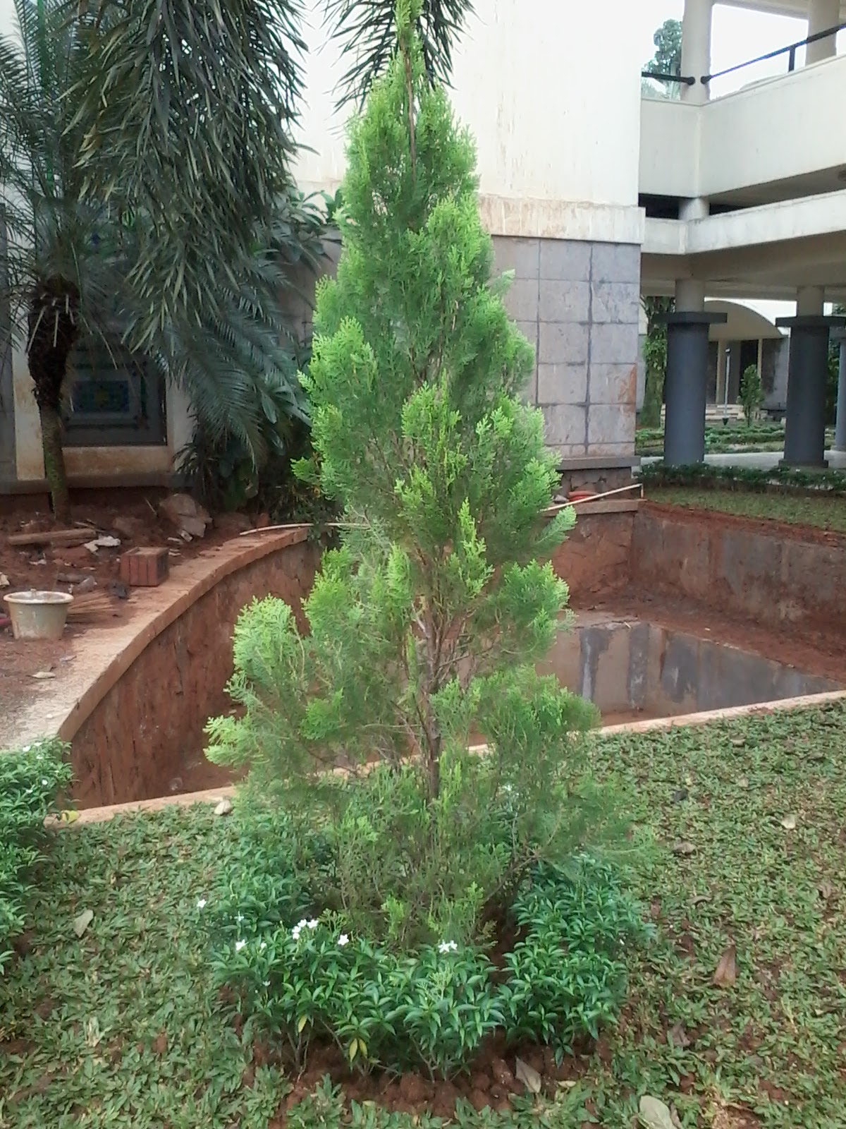 POHON CEMARA KIPAS - JUAL TANAMAN HIAS