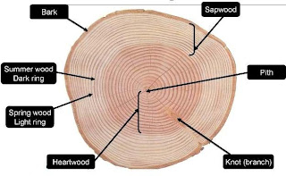 wood anatomy