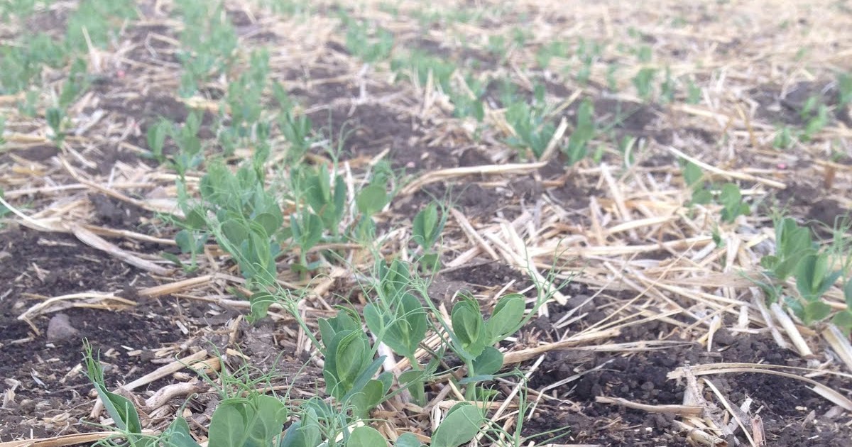 KOWALCHUK FARMS Growing Yellow Peas in Central Alberta Plant16
