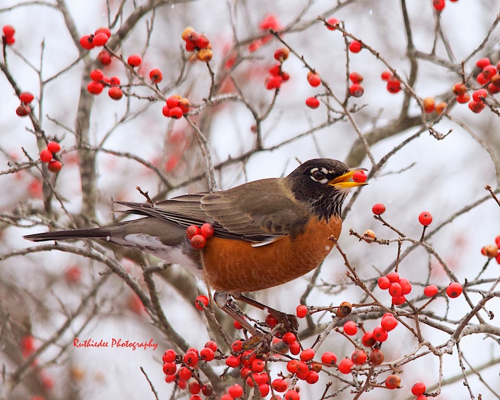 Upstream and Down Robins in winter...