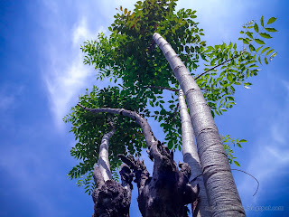 Bottom View Of Wild Santen Tree And The Sky On A Sunny Day At Ringdikit Village, North Bali, Indonesia