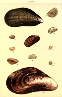 Shell illustration books   Read online or download