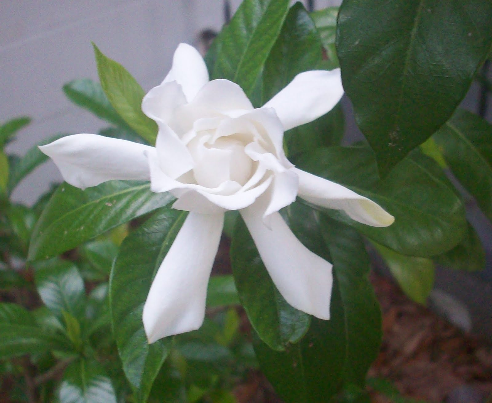 Dawn's Garden Gardenia's are blooming