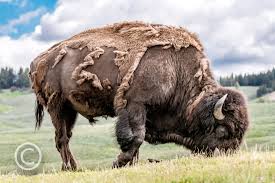 wild-animal wild-animal