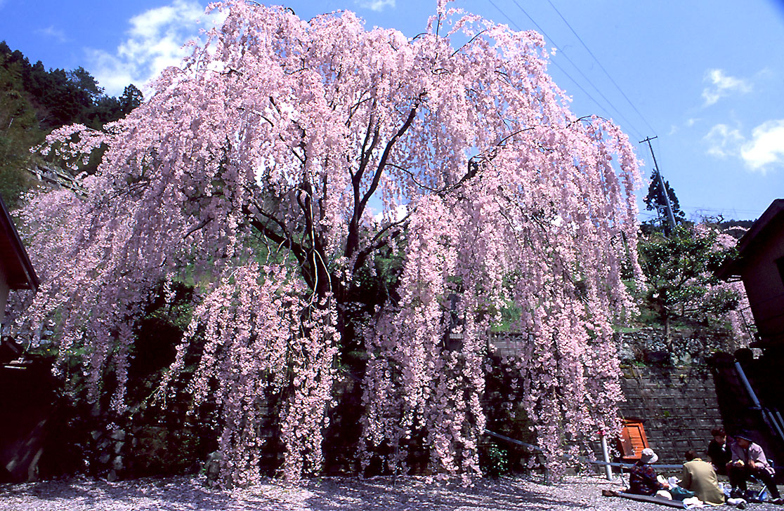 Kimono Seasonal Motifs, Flowers and Colors March The Kimono Lady