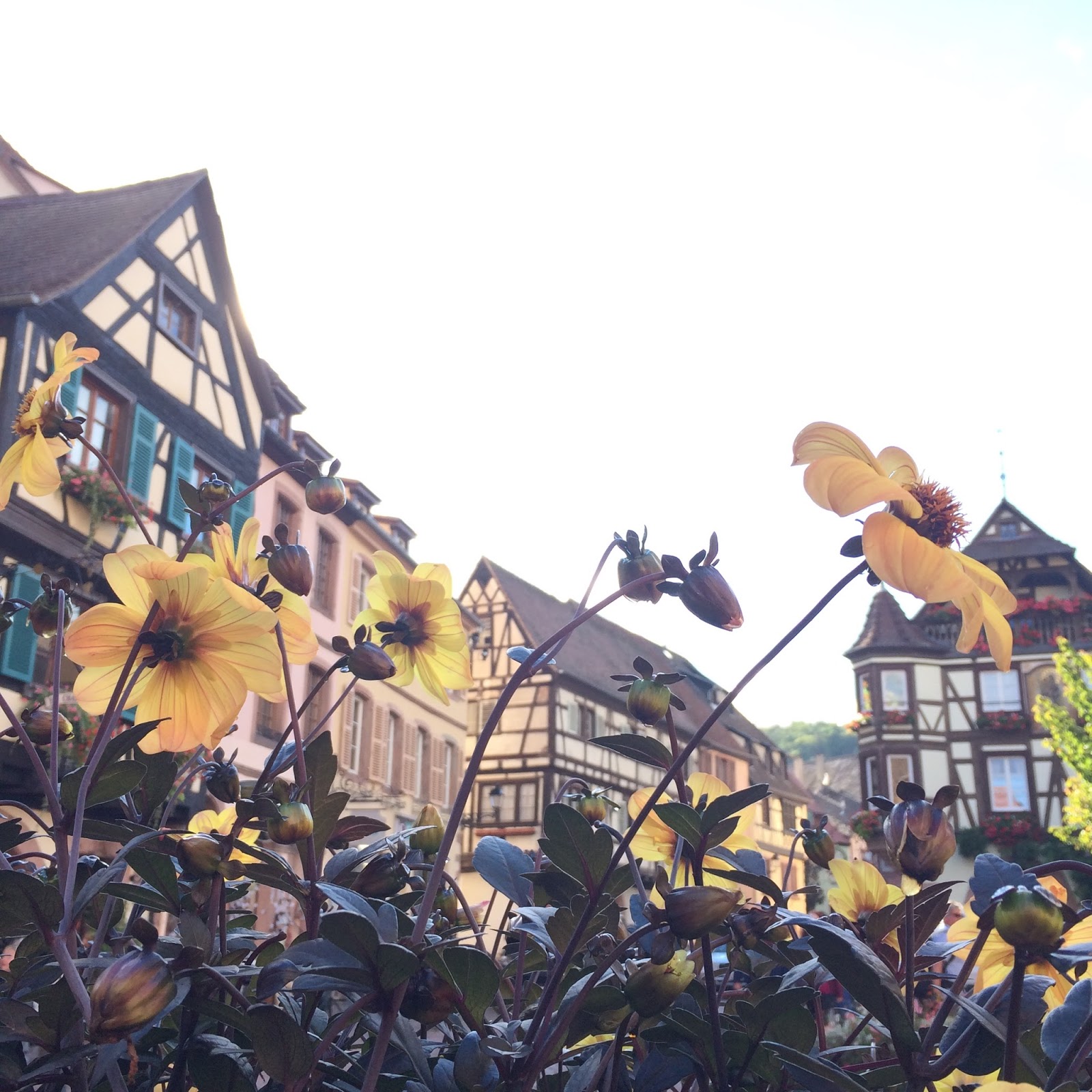Leuke lintjes: oktober 2015