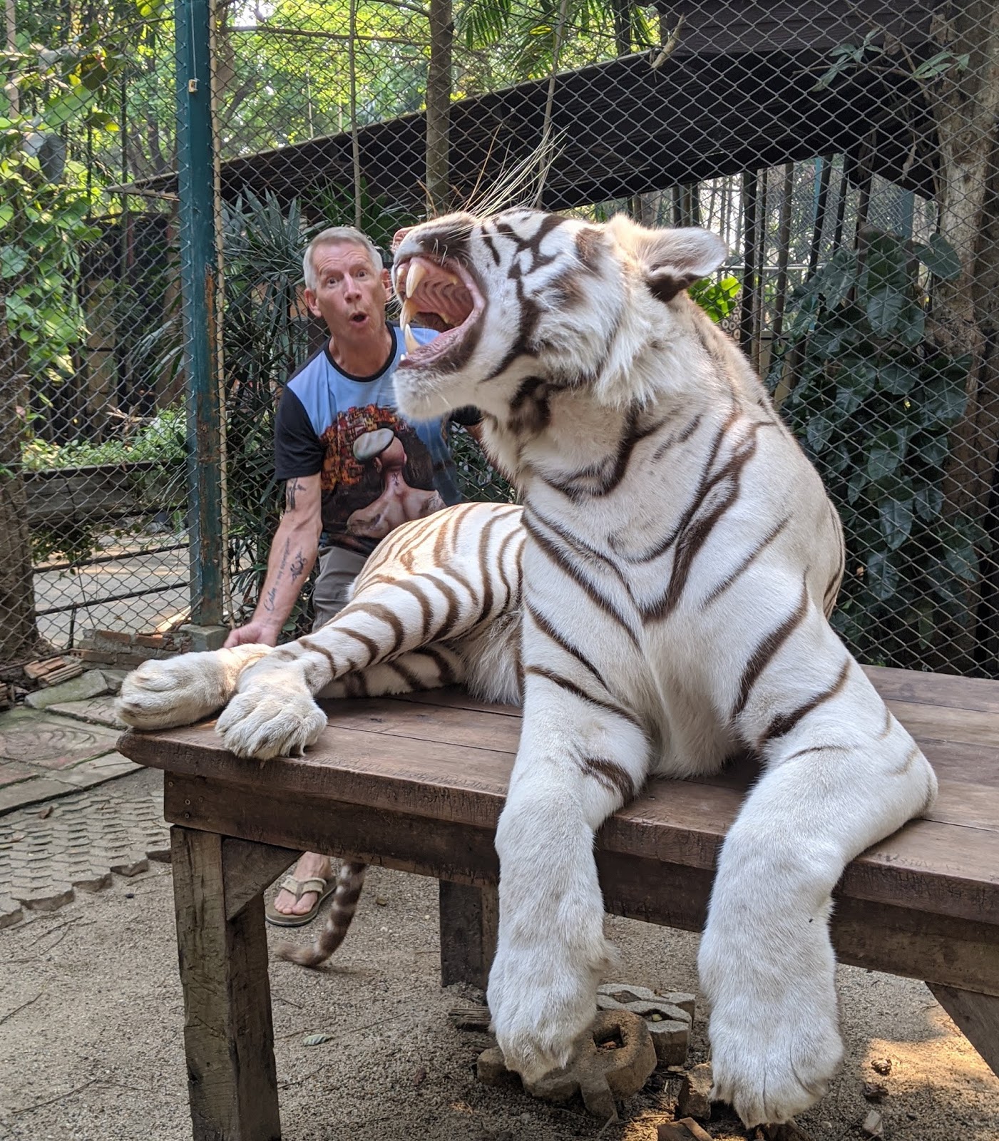 Chiang Mai Tiger Kingdom