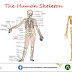 The Human Skeleton | Parts, Functions, Labeled Diagram, Facts & Diseases