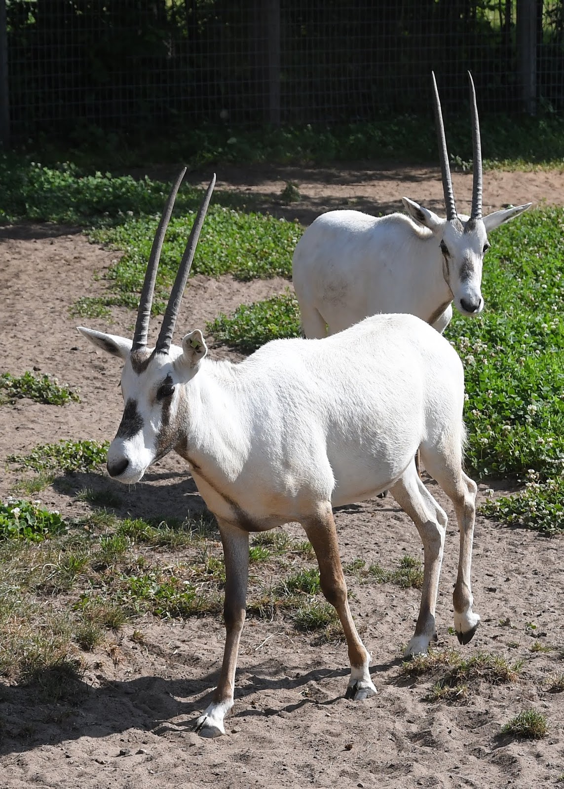Wildwood Wildlife Park Arabian Oryx Back From Extinction