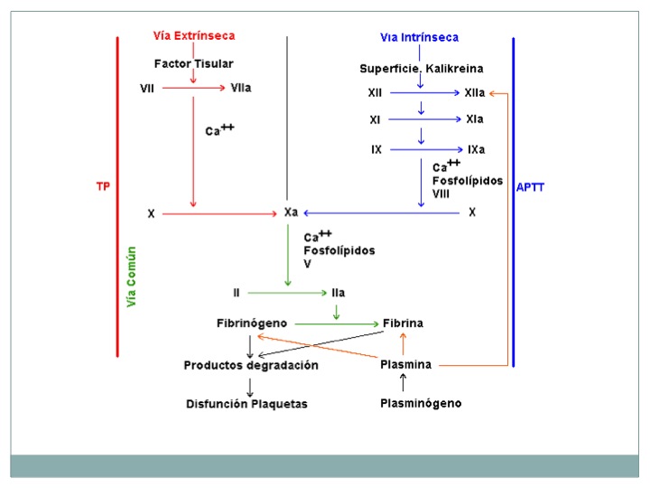 Portafolio de evidencias de la materia de Fisiología Humana Cascada de Coagulación Portafolio de evidencias de la materia de Fisiología Humana Cascada de Coagulación
