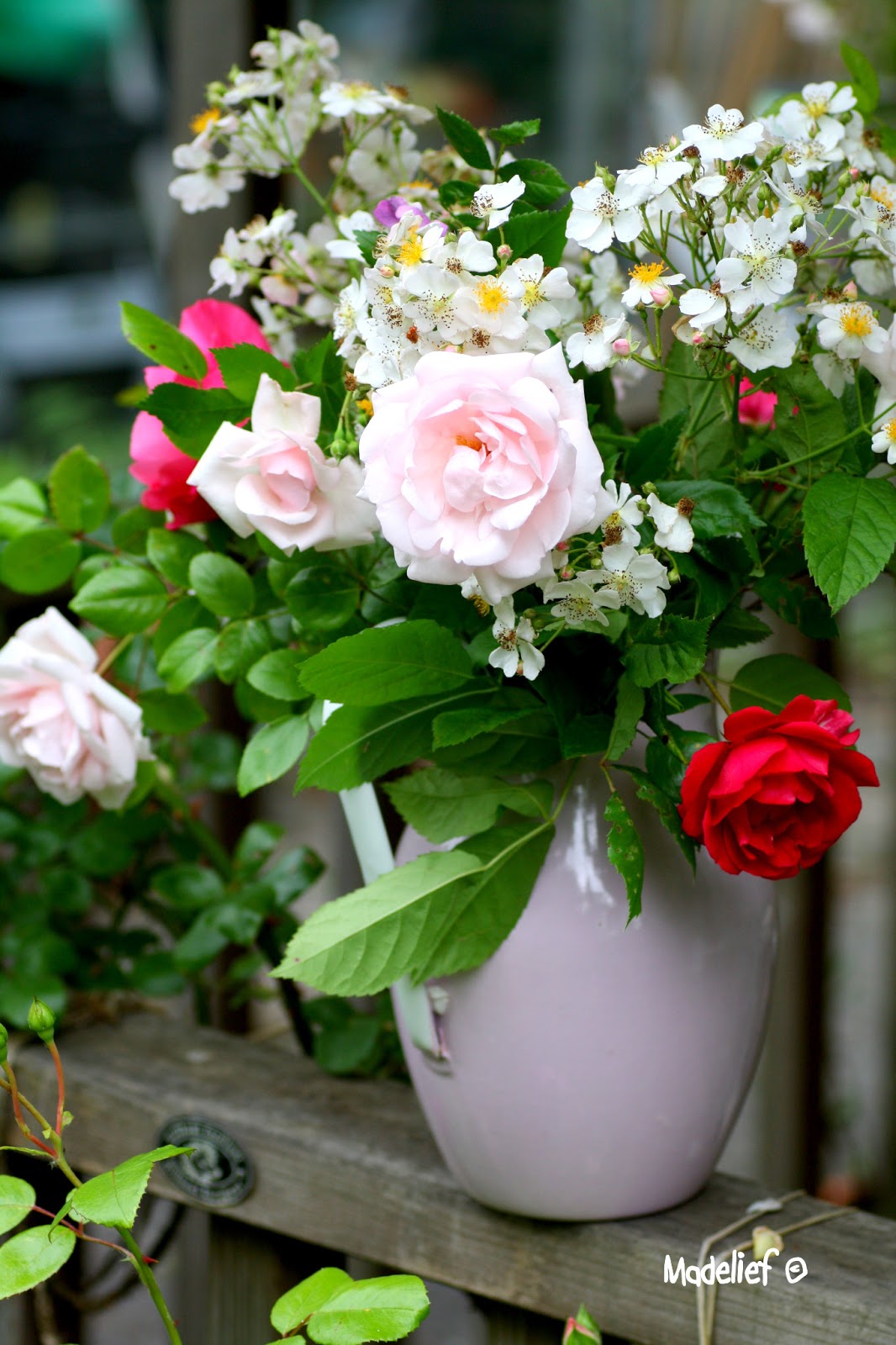 Madelief Roses in bloom