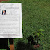 a tree planted in Funchal by the President of the Republic