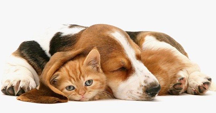 Tanza Erlambang Update What Dog Breeds Are Good Friends Of Cats