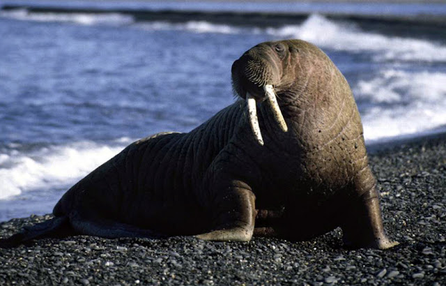 Walrus | The Biggest Animals Kingdom