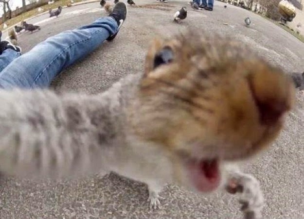 cats-taking-selfies-1