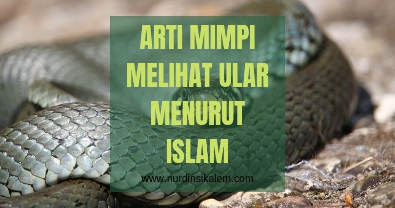 Mimpi Melihat Ular Besar Di Dalam Rumah Info Terkait Rumah