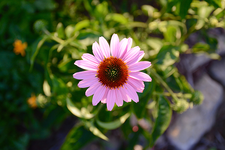 flowers; blooms | My Darling Days flowers; blooms | My Darling Days