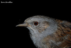 Acentor común (Prunella modularis)