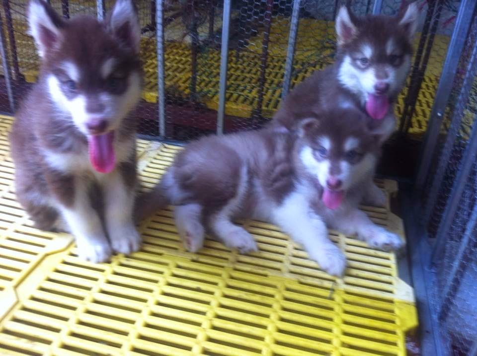 3 trong số 9 con hậu duệ của Alaska Phi Tặc 3 trong số 9 con hậu duệ của Alaska Phi Tặc