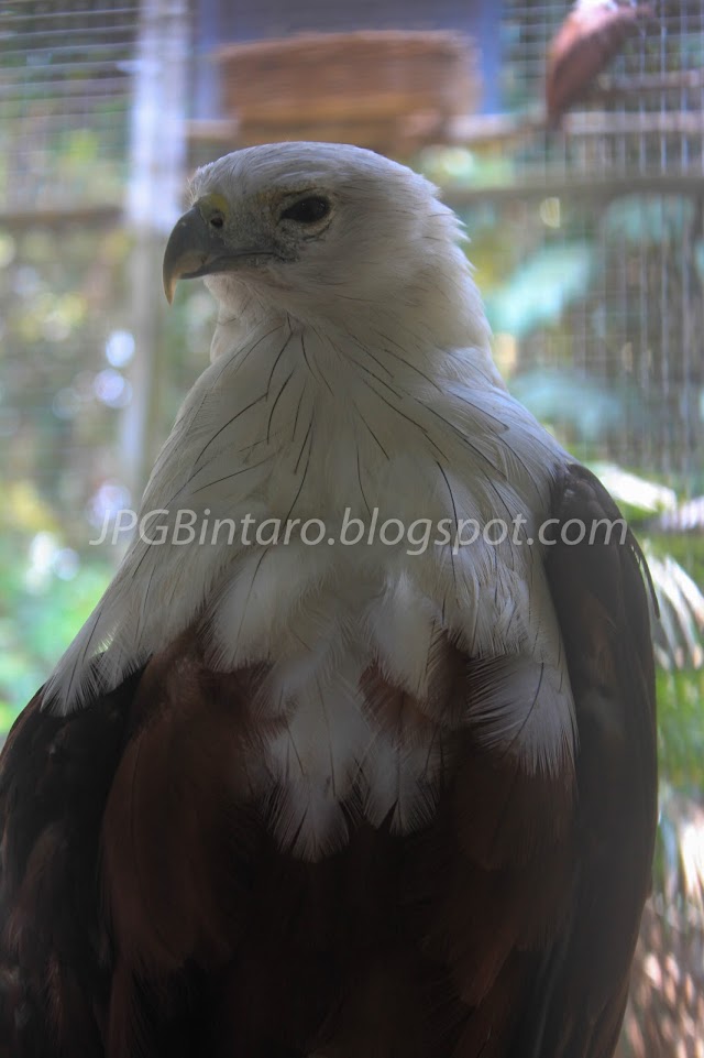 Burung Elang